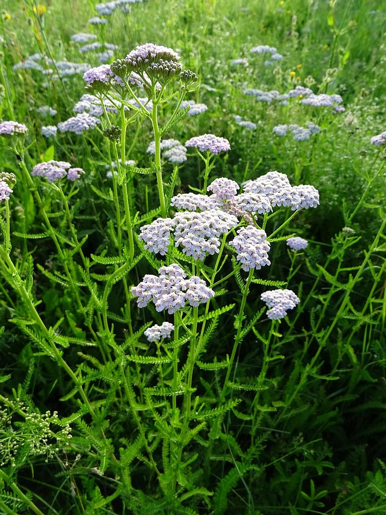 Achillea millefolium